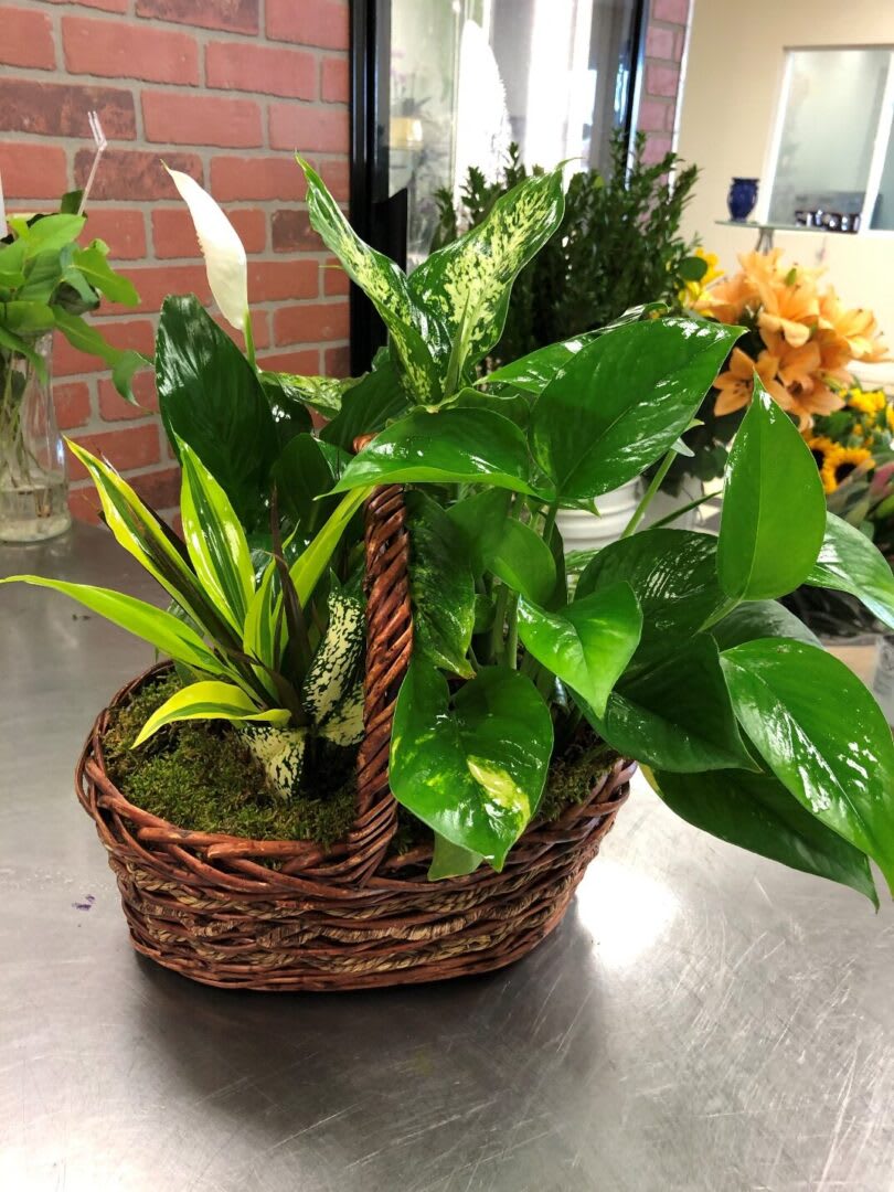GARDEN DISH BASKET GARDEN DISH BASKET - "The gift of greenery! Sure, to freshen up any room of the home or office, this delightful assortment of potted houseplants is presented in a gift basket with a handle. A strong choice for men. • Mixed green plants, including a croton plant, dieffenbachia plant and pink nepthytis plant, are presented in a natural gift basket with handle. • SET: All-Around • STANDARD"