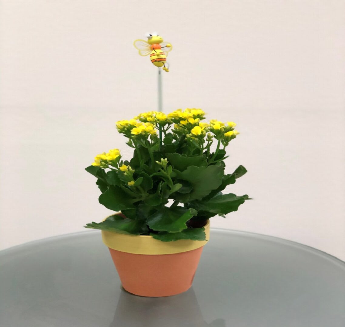 KALANCHOES KALANCHOES - "With their petite yellow blooms and large, shiny leaves, these glorious kalanchoe plants add a ray of sunshine to any room! This pretty arrangement features yellow kalanchoe plants. Delivered in a weathered brown round terracotta pot. SET: All-Around All prices in USD ($)"