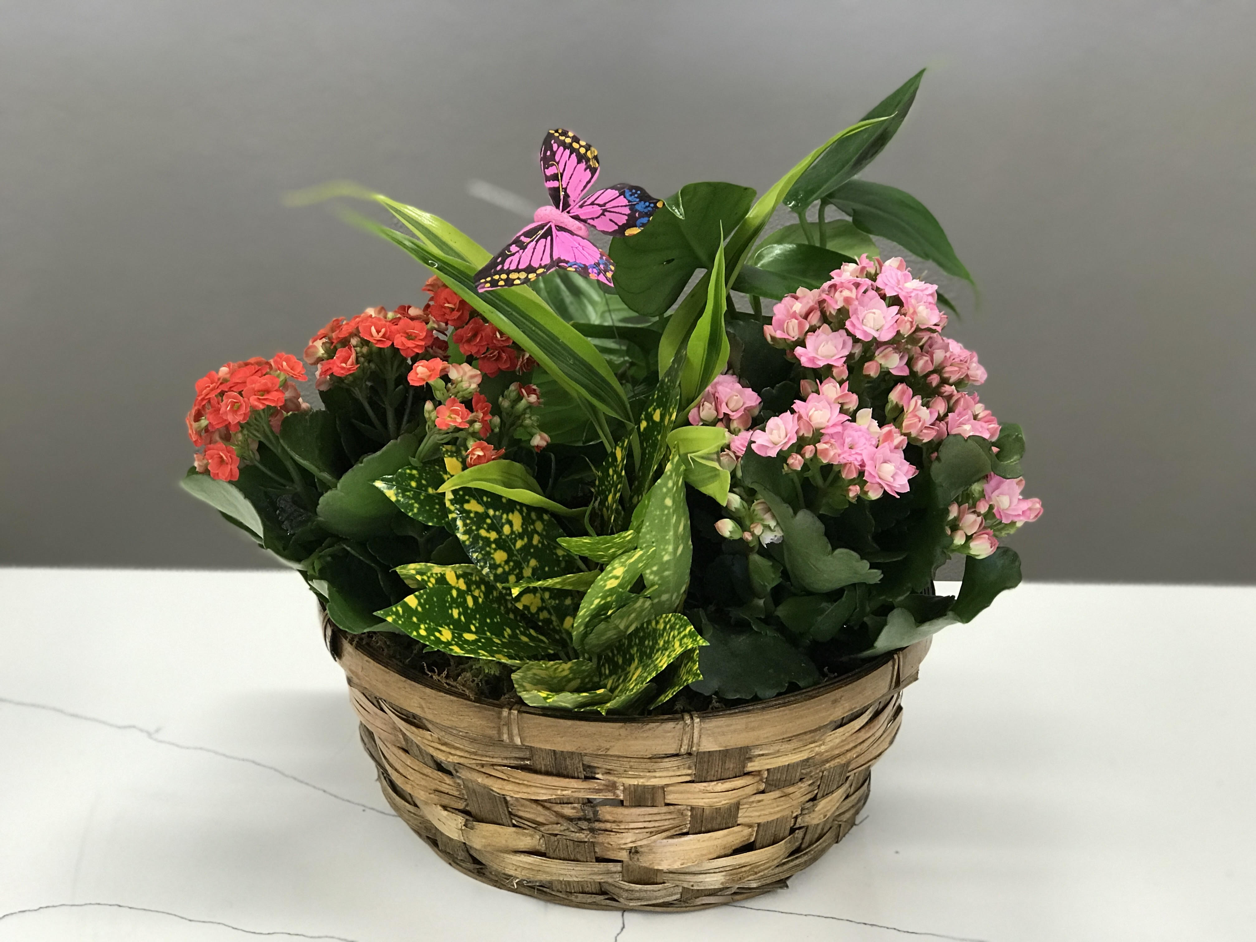 Blooming Butterflies Blooming Butterflies - Colorful house plants with floating butterflies to bring joy and happiness long after fresh cut flowers pass.
