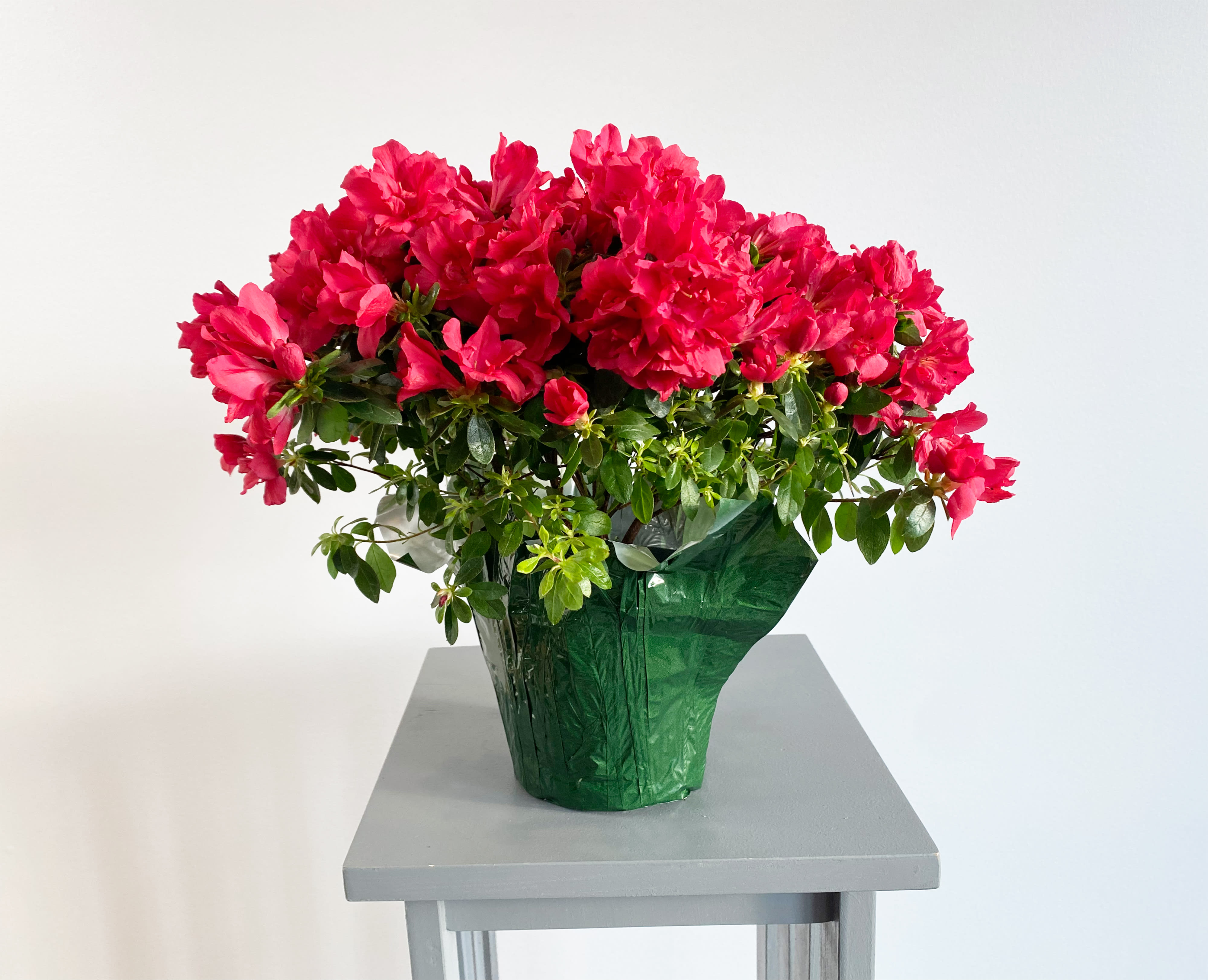 Ruby Red Azalea Plant - Liven up any space with this stunning azalea plant, featuring bright red blooms and dark green foliage. It arrives inside a decorative burlap-lined pot bearing a lovely geometric pattern on the outside as well as the phrase &quot;Flowers &amp; Garden.&quot; This gift, perfect for spring and summer, will make a beautiful display in a breakfast nook or entryway. 