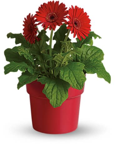 Rainbow Rays Potted Gerbera - Red - The word gerbera actually means cheerfulness. And the red gerbera certainly is cheerful. Full of good energy and delightful to behold it will be a welcome addition to anyone's home. Then laterâ¦ to anyone's garden!  ****This blooming plant is not available at this time.