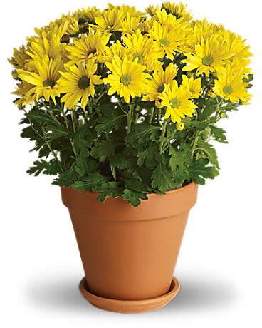 Sweet as a Daisy - It's no wonder so many people are crazy about daisies. Daisy chrysanthemums that is. This bright yellow plant is so full of sunshine it almost begs for a beach towel! Pretty very sweet and it will last a long long time!