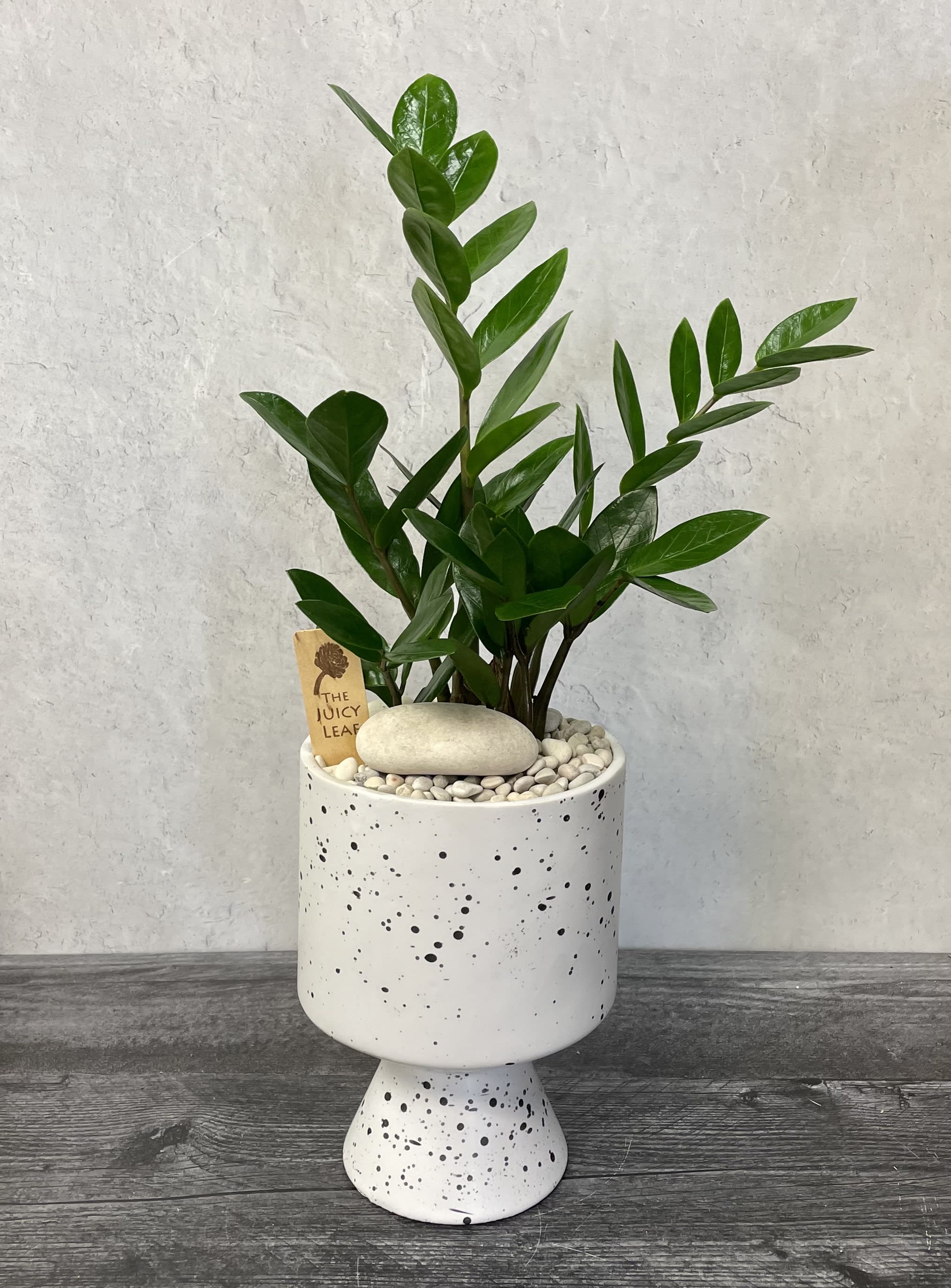 The Painter’s Art - A very artistic white pot (6” diameter X 7,5” tall)with black stains, and a tropical (ZZ plant in picture). Tropicals are excellent with partial and low light.