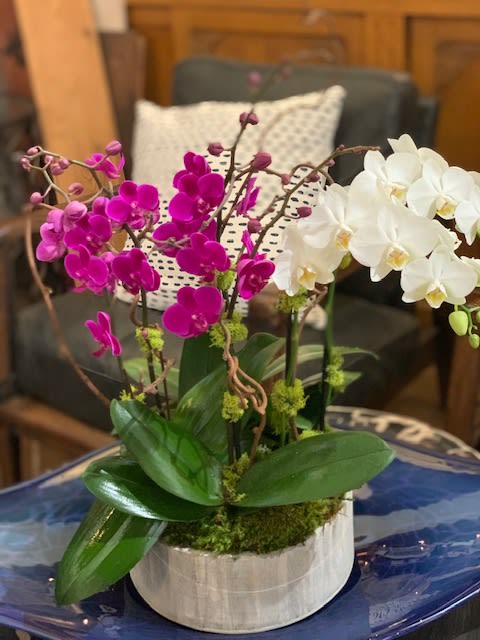Lovely Orchids Planter - A beautiful assortment of purple and white miniature phaleonopsis orchids arranged in a tin container