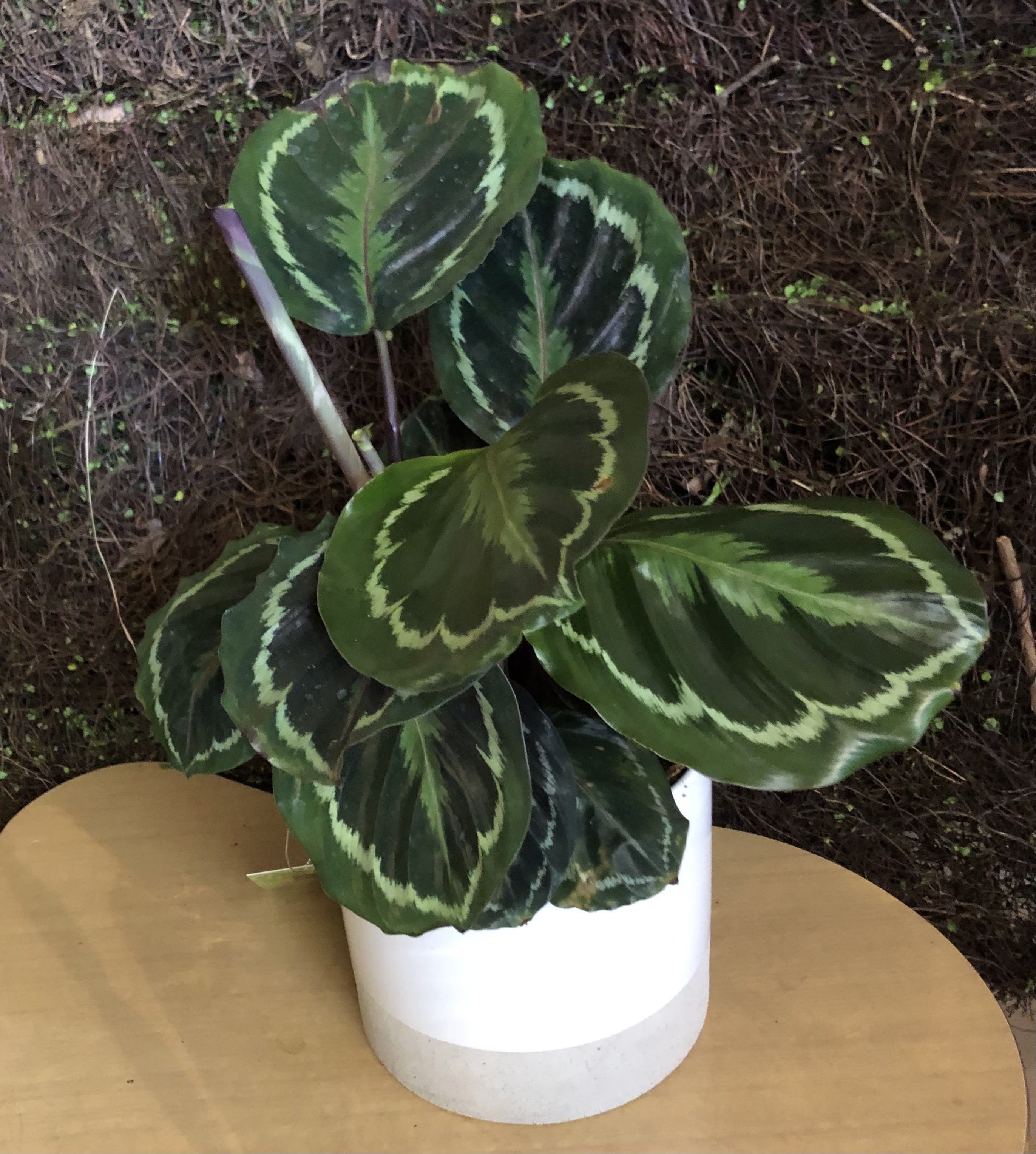 Calathia Plant #SD7 - House Plant Called Calathia plant in ceramic Low Maintenance Easy to take care of  But beatiful