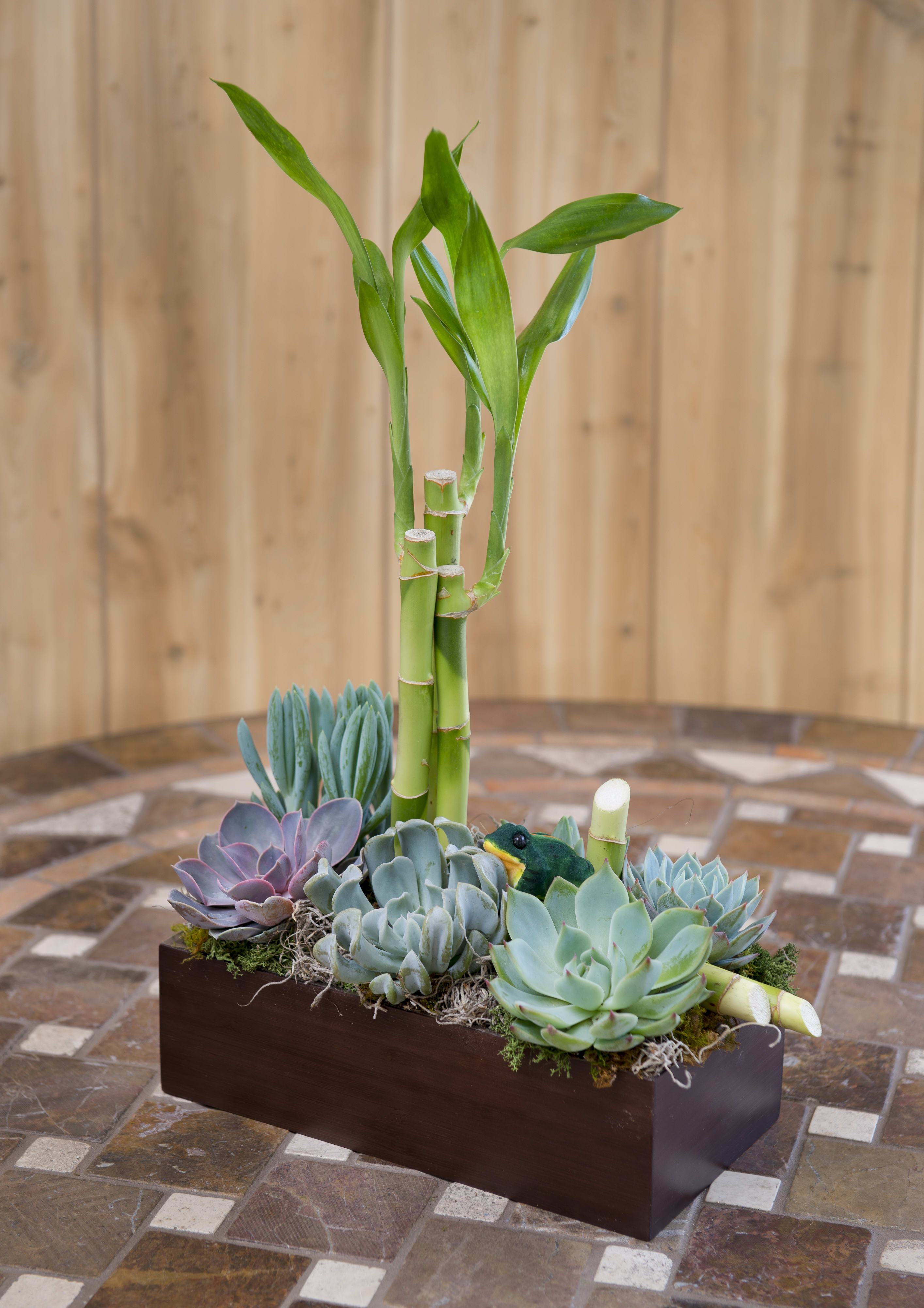 Succulent and Bamboo Box  - Succulents and bamboo in box. (TEF-036)