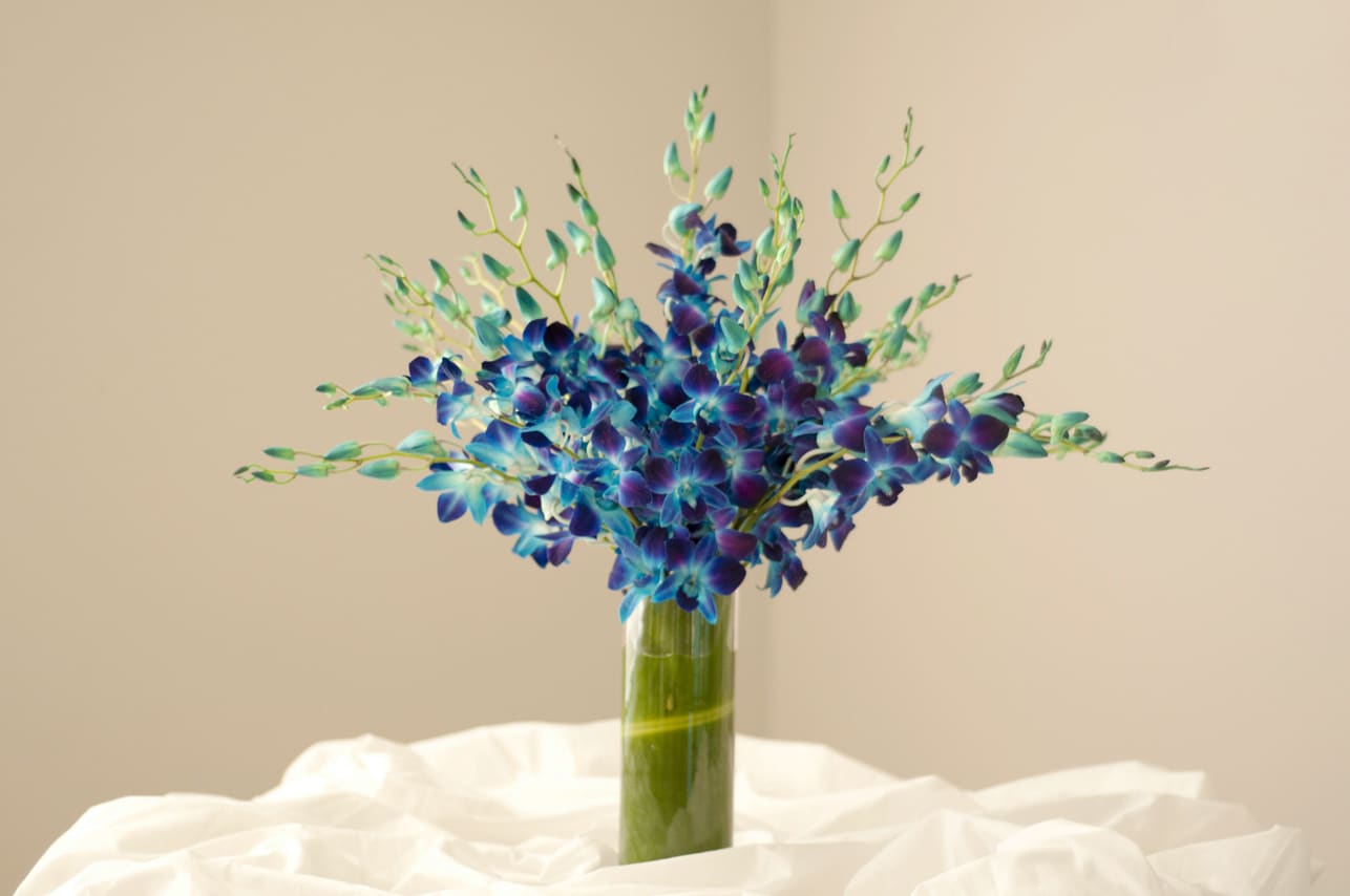 Ocean new arrivals breeze orchids