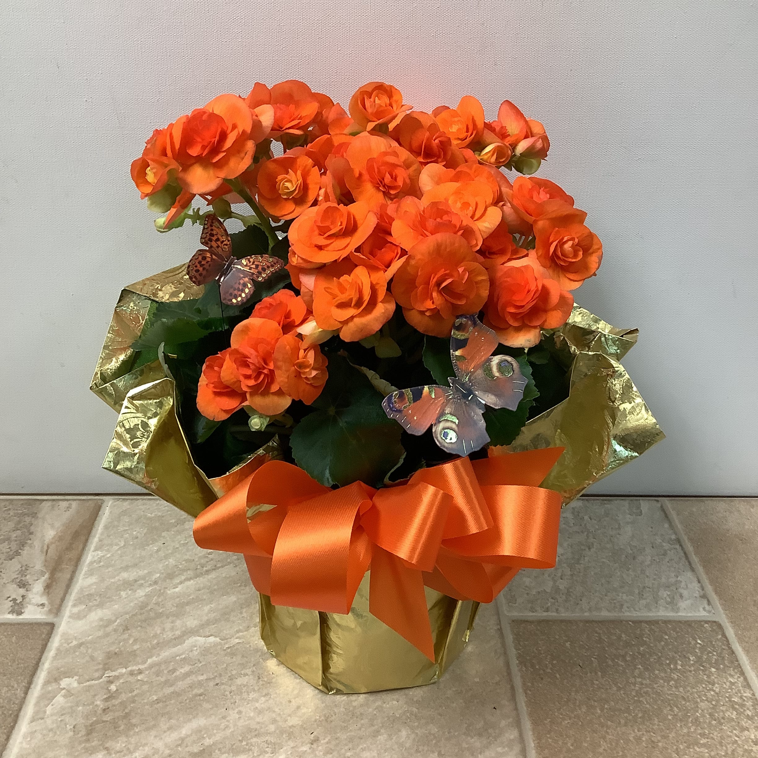 Orange Rieger Begonia Plant in La Crosse, WI Cottage Garden Floral