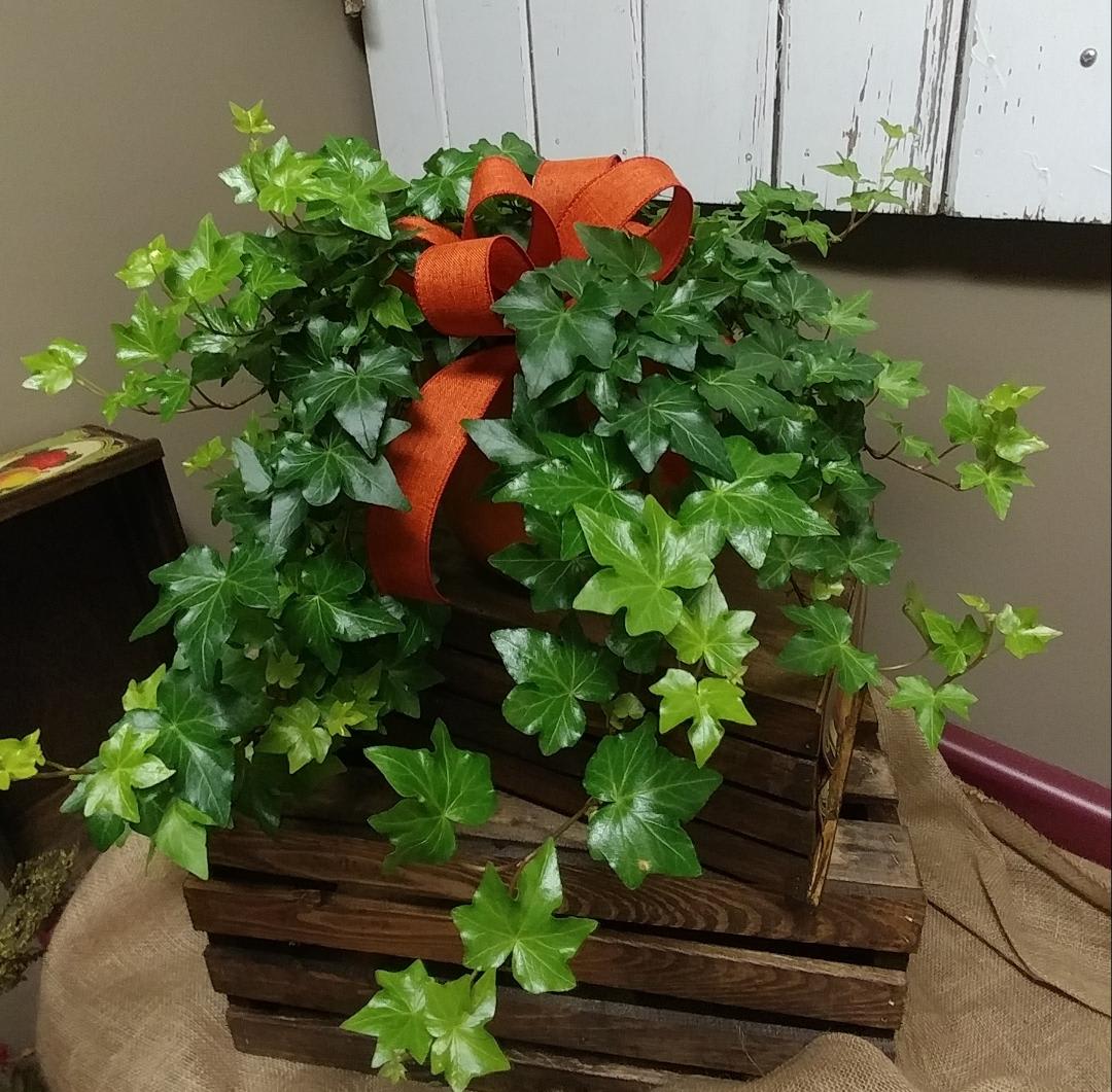 Green Ivy Plant Custom Design by Cold Spring Floral
