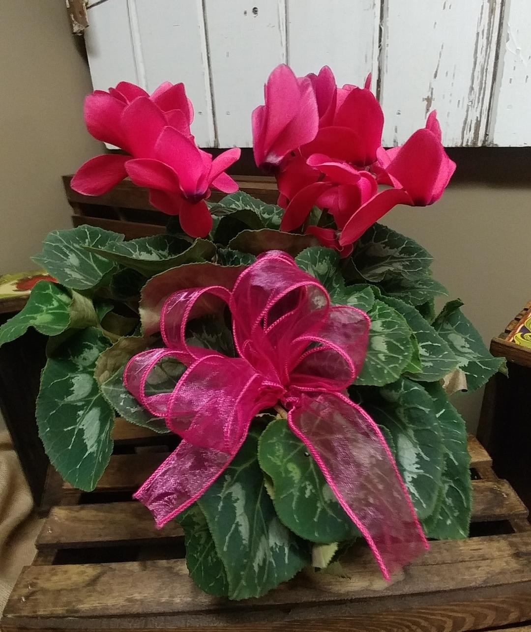 Cyclamen Blooming Plant Custom Design by Cold Spring Floral - Blooming Cyclamen Plants have an Array of Bloom colors available that may vary from week to week in our store.  This variety comes in a 6 inch pot size (measurement across the top or bottom of pot) has a variegated (multiple green color) foliage that surrounds a central cluster of blooms. 