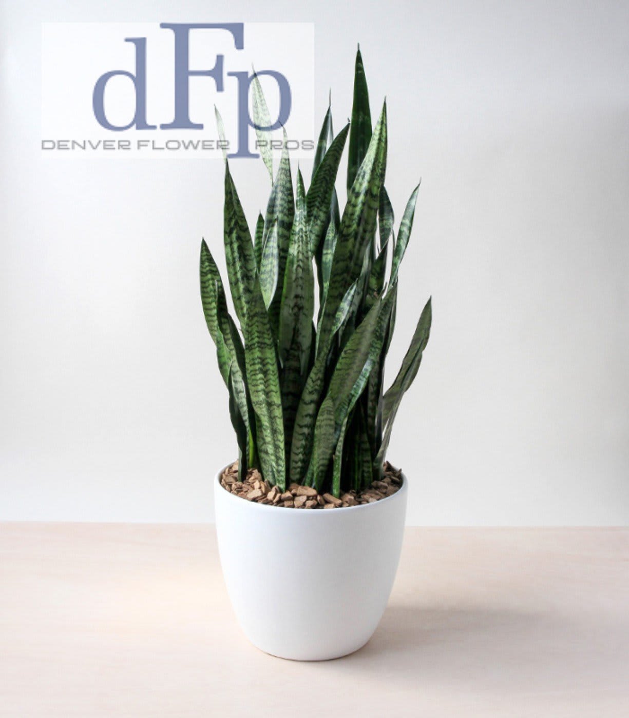 Snake plant or Sanseveria Snake plant or Sanseveria - "<div class=""p-format""> <p>If you're looking for an easy-care houseplant, you can't do much better than snake plant or Sanseveria. This hardy indoor plant is still popular today -- generations of gardeners have called it a favorite -- because of how adaptable it is to a wide range of growing conditions. Most snake plant varieties have stiff, upright, sword-like leaves that may be banded or edged in gray, silver, or gold. Snake plant's architectural nature makes it a natural choice for modern and contemporary interior designs. It's one of the best houseplants around! </p> </div> <div class=""p-format""></div>"