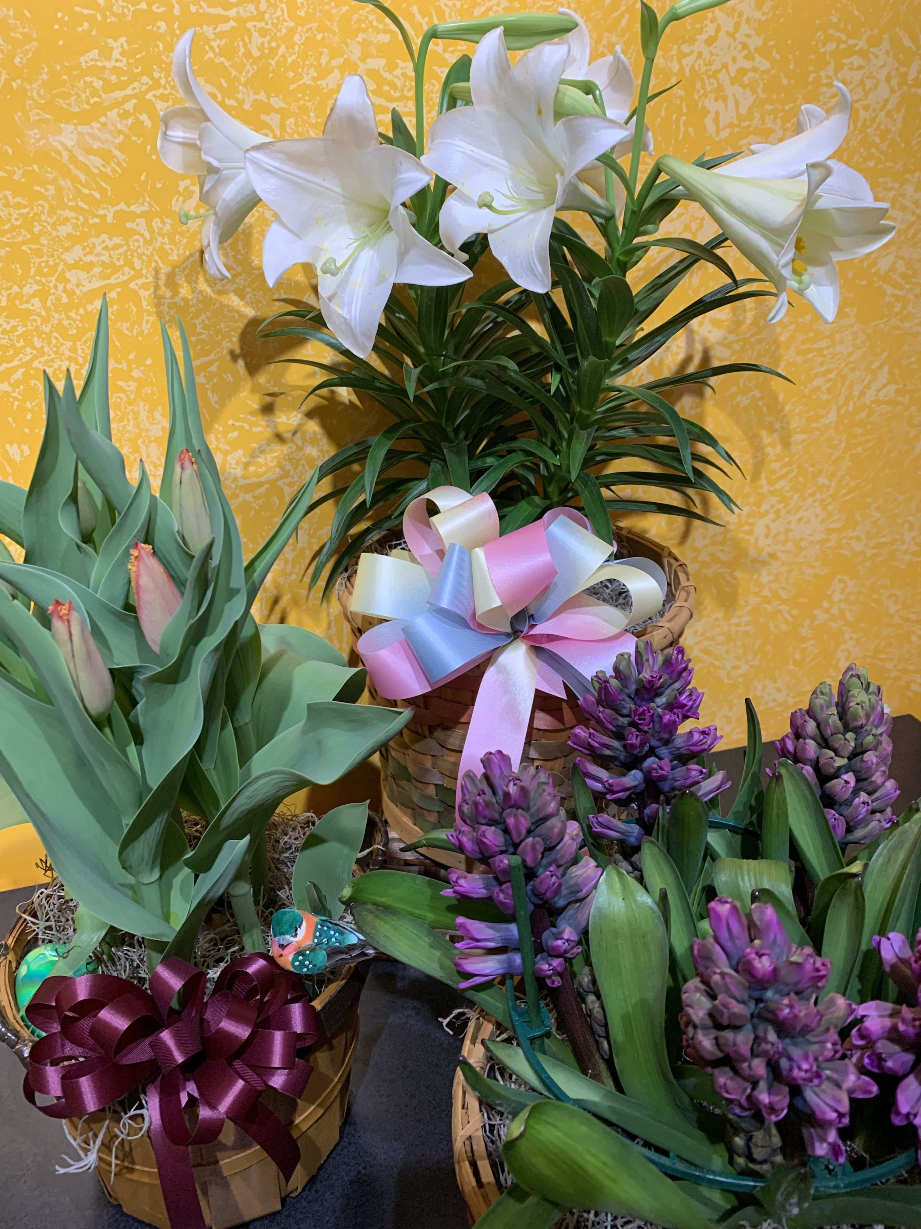 Potted Easter Lily by Berwick Floral And Gift