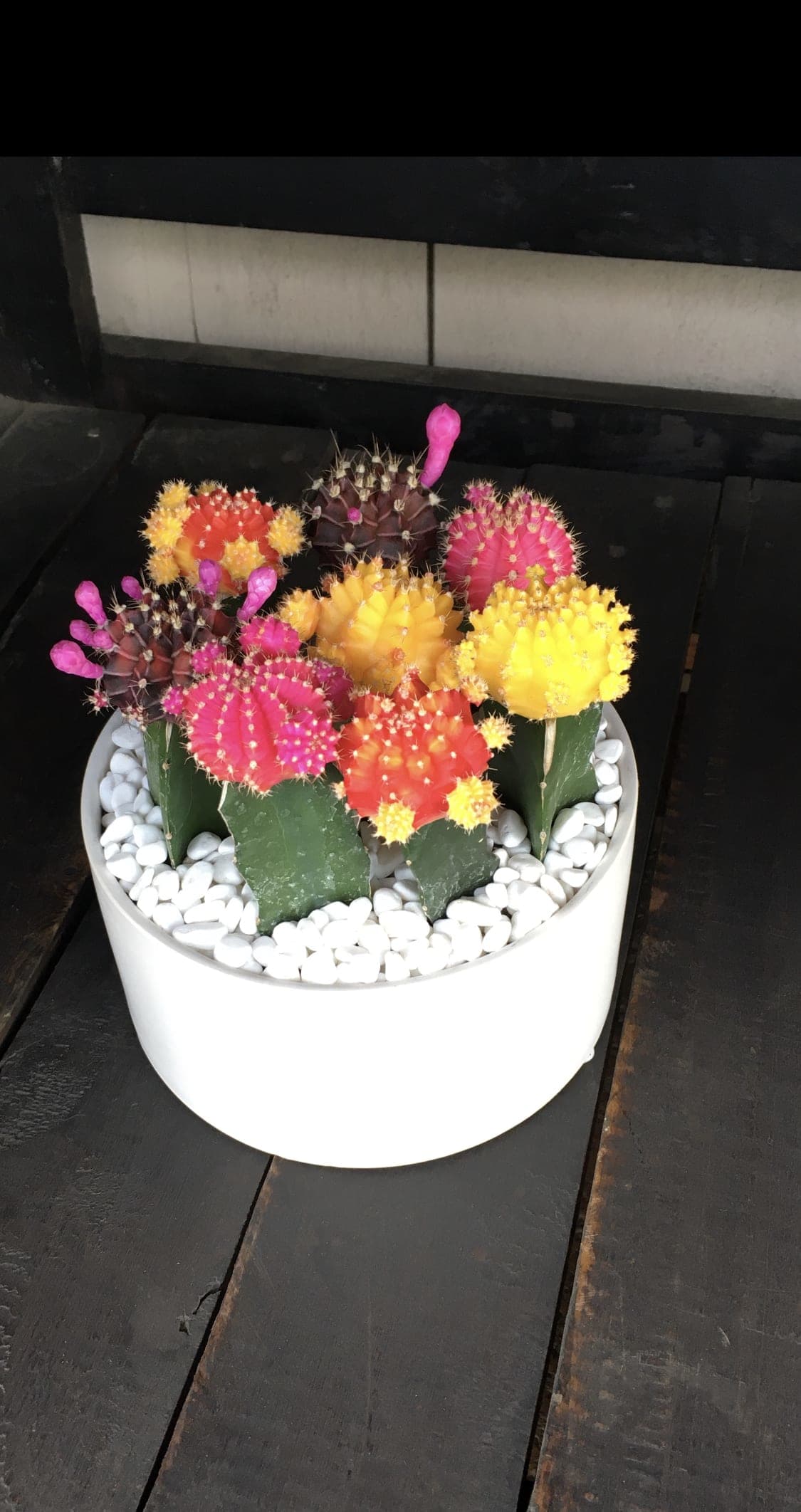 Rainbow Rainbow - A mixture of colorful cacti planted in a round white ceramic vase.