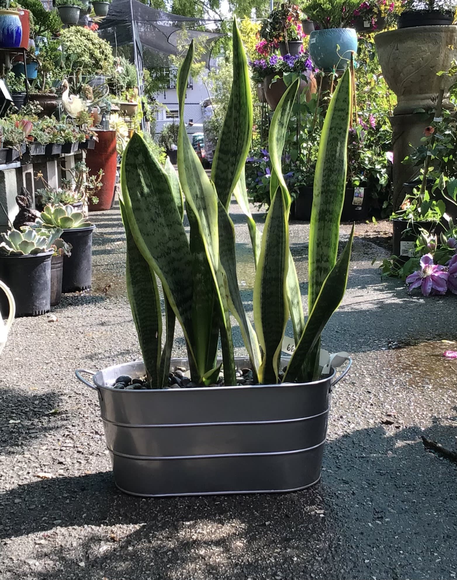 Snake Plant Arrangement Snake Plant Arrangement - Decorate your house with this sleek arrangement. Perfect for giving your home a modernized finish, or can be used as a thoughtful gift for your loved ones.