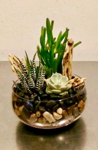 Arrangement of succulents - Arrangement of succulents in glass container