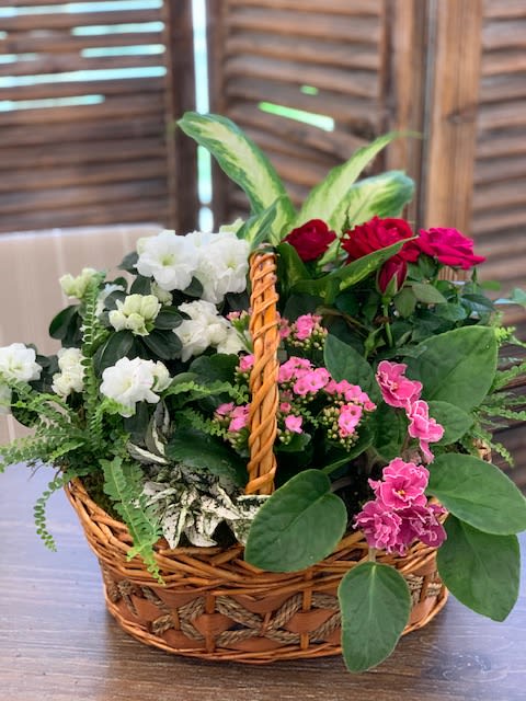 Living Garden Basket - Live seasonal garden plants in a traditional basket. May include hydrangea, mini roses, maiden's hair fern, ivy