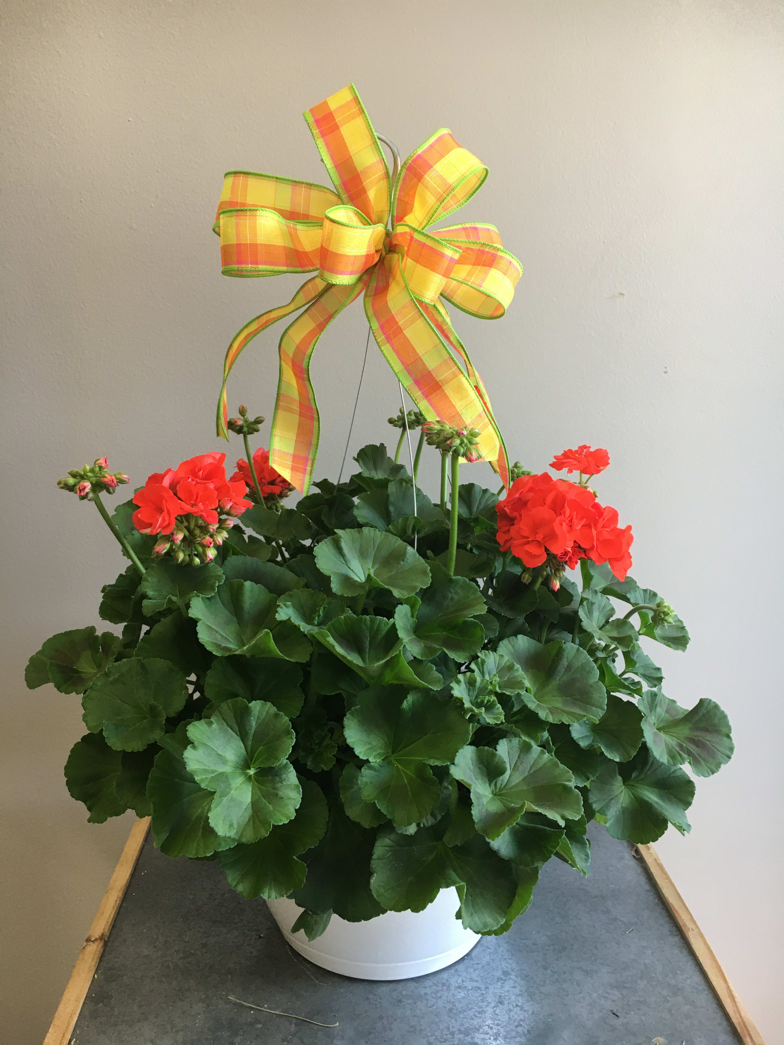 Geranium Smiles - This bright and traditional plant is perfect to brighten up anyone's porch! We have several colors that can help brighten up anyone's day! *If you have a particular color in mind, please add it to the special instructions part of the order* 