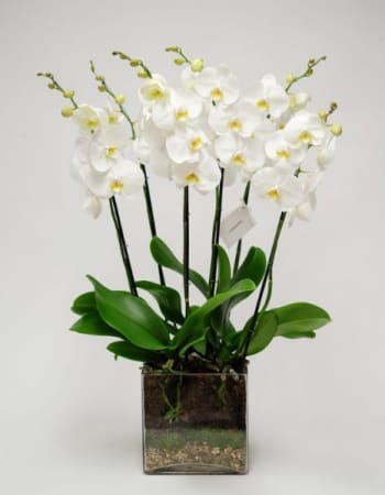 PURE WHITE ORCHID  IN SG GLASS - This beautiful arrangement is made up of a couple of pure white orchid plants in a clear glass vase with natural layers.