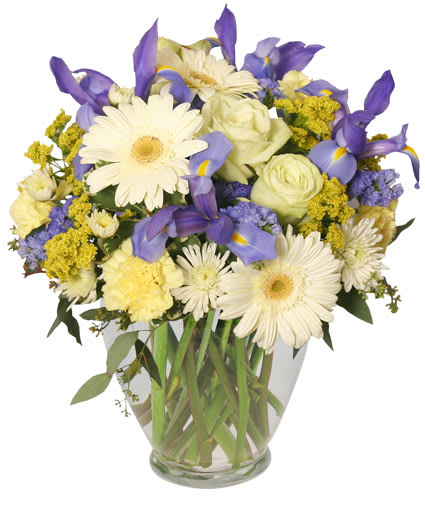 Welcome Baby Boy - Send sweet salutations with this breathtaking bouquet! With gorgeous white gerberas, lovely blue iris, beautiful white spray mums, stunning pale yellow carnations, and more, this elegant arrangement is the perfect way to welcome that bundle of joy! 