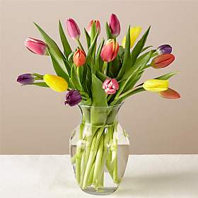 Spring  - 12 Multi Colored Tulips in Vase