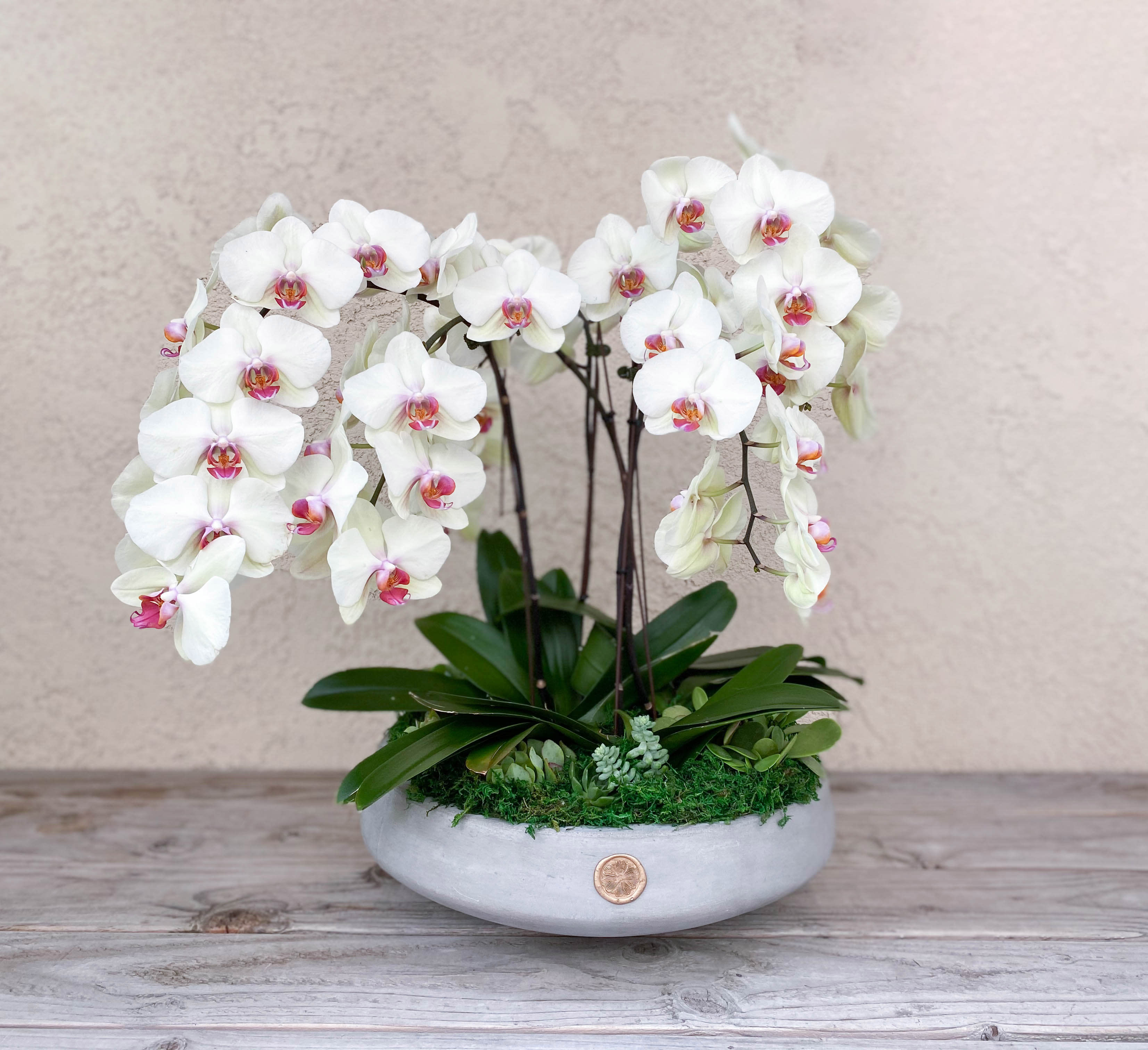 Colorful orchids sales