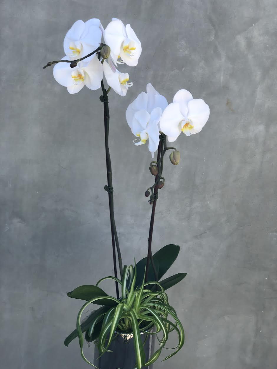 I'll Brighten Your Day . I'll Brighten Your Day . - BEAUTIFUL ORCHID. IN NICEPOT
