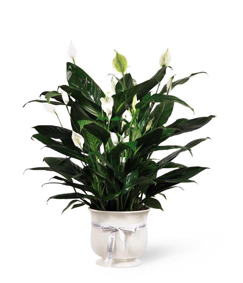 The FTD Comfort Planter - Offer unspoken words of comfort, hope and peace. Our creamy white ceramic planter holds an elegant peace lily plant. Planter is simply enriched by a white ribbon bow bearing words of âcomfortâ. Dark green leaves offer a calm background for the white candle-like blooms of this easy to care for plant. Send as a tribute, and a silent expression of your sympathies.