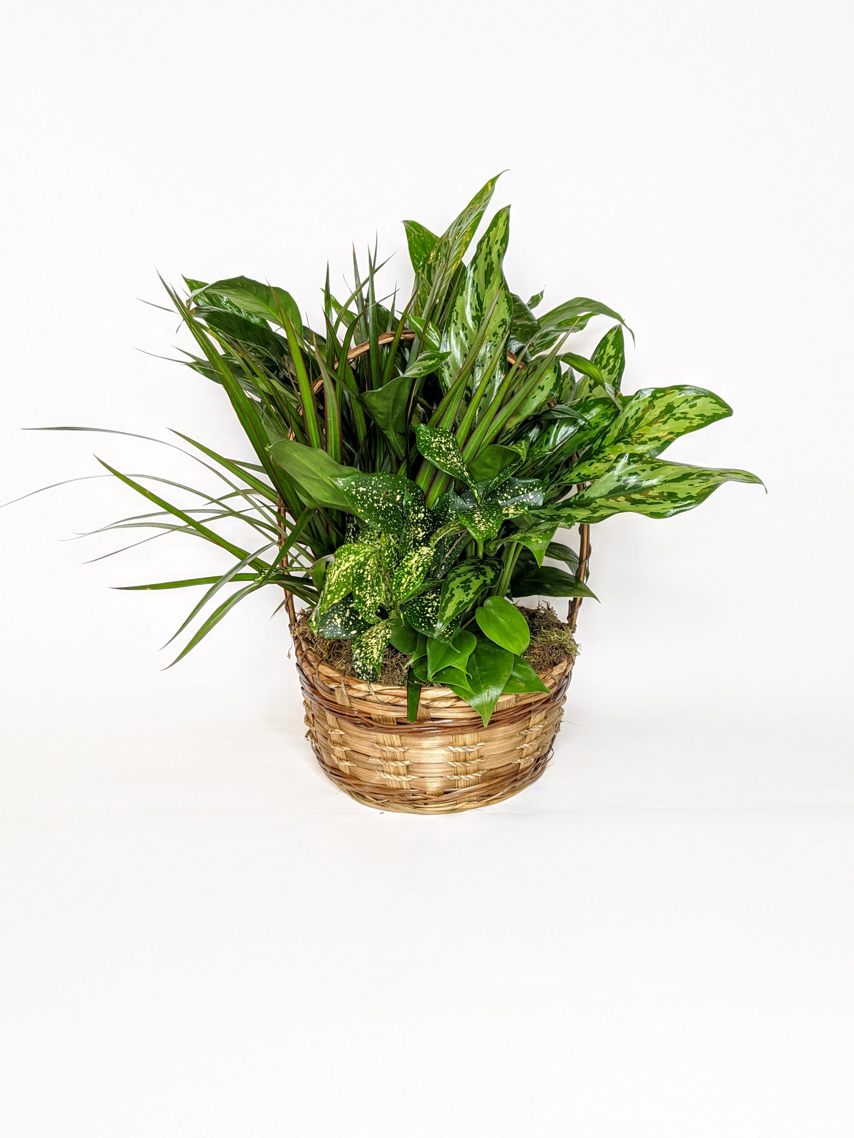 Small Dish Garden Small Dish Garden - A beautiful garden filled with some of our favorite houseplants! All dish gardens get our stunning fresh cut flowers added to them. The perfect gift to send to your loved one to let them know you're thinking of them.