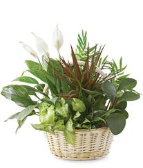 Classic Dish Garden  - A variety of plant mixed together in a basket 