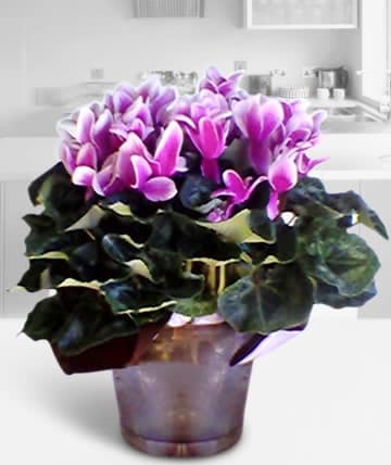 Cyclamen Plant - Cyclemen plant in decorative pot.  Substitutions of equal or greater value may be made depending on season and availability of product or container. 