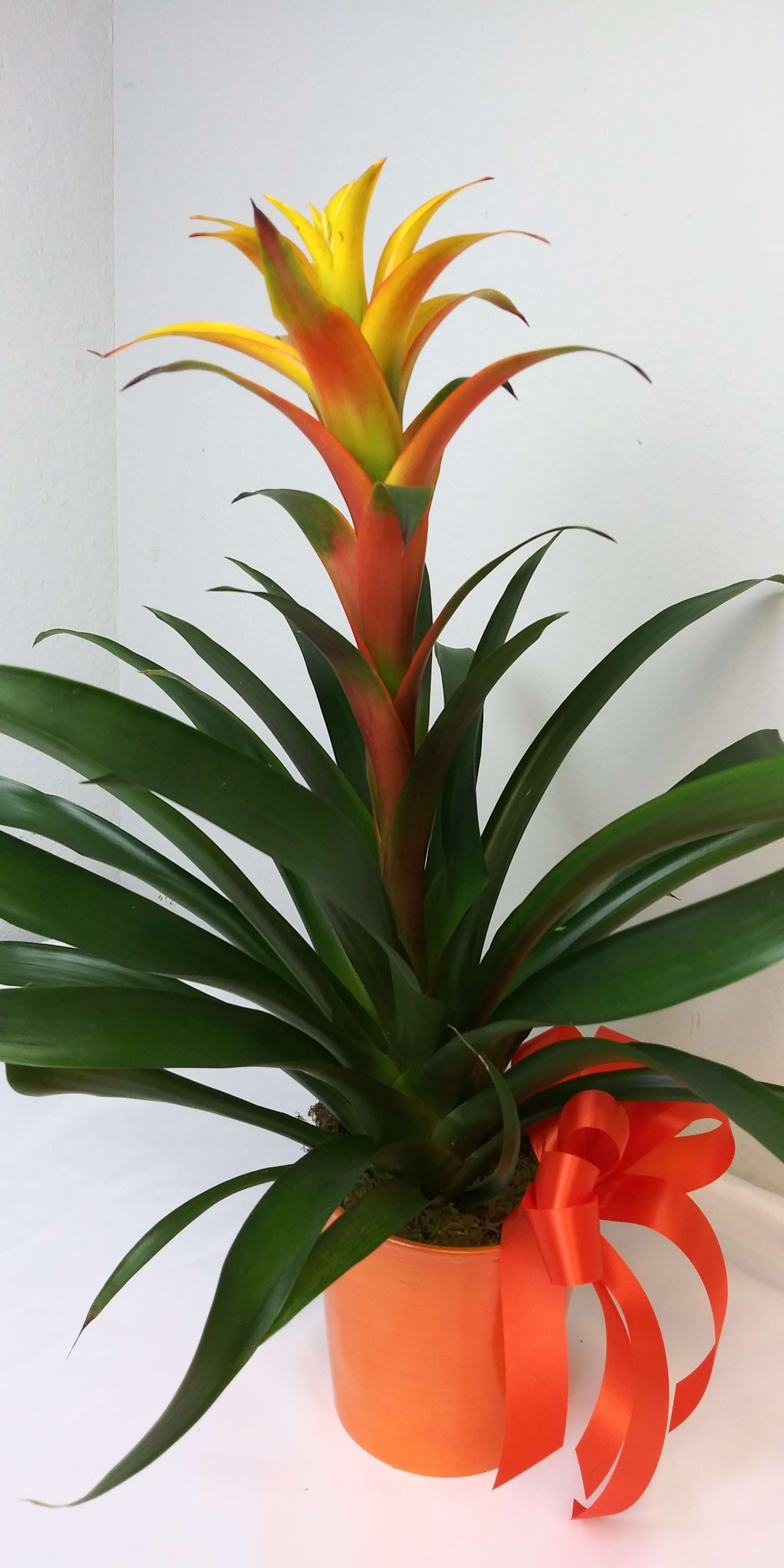 Orange Bromeliad Plant by Misty Rose Flower Shop