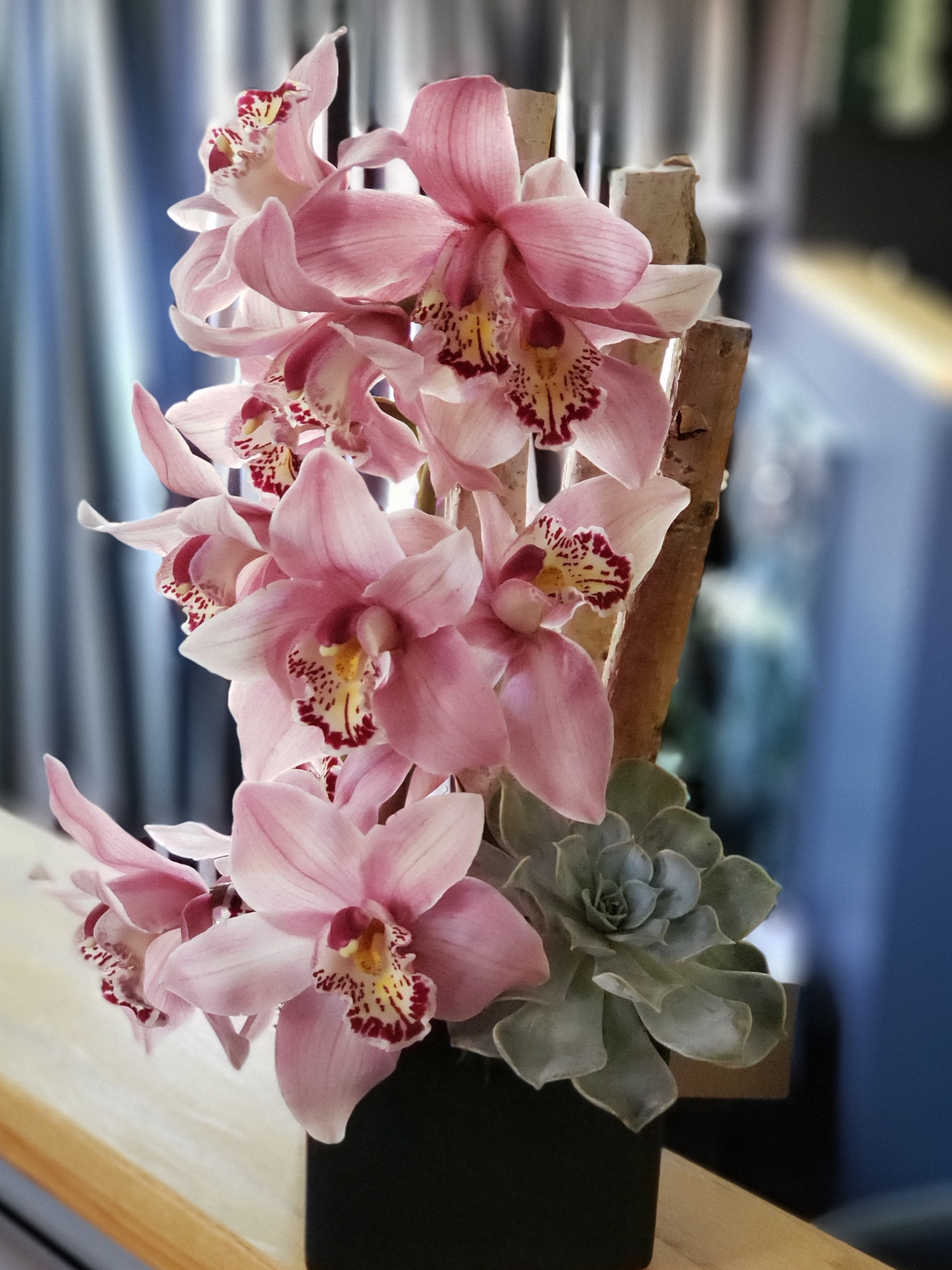 Biggie Birch - Cymbidium orchid, Birch branches &amp; succulent in a square container. 