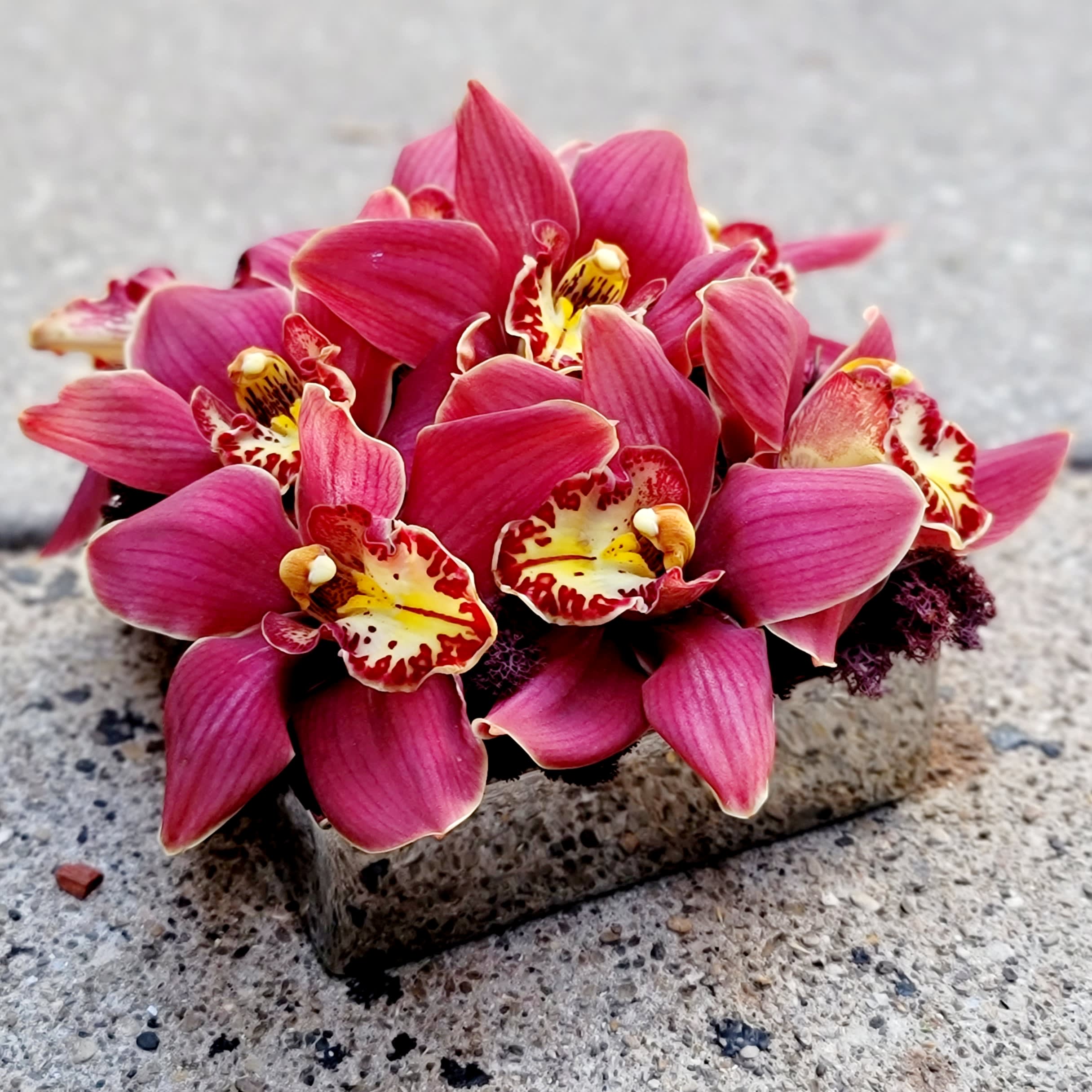 Baroness  - Cymbidium orchids in a low square chrome container.  