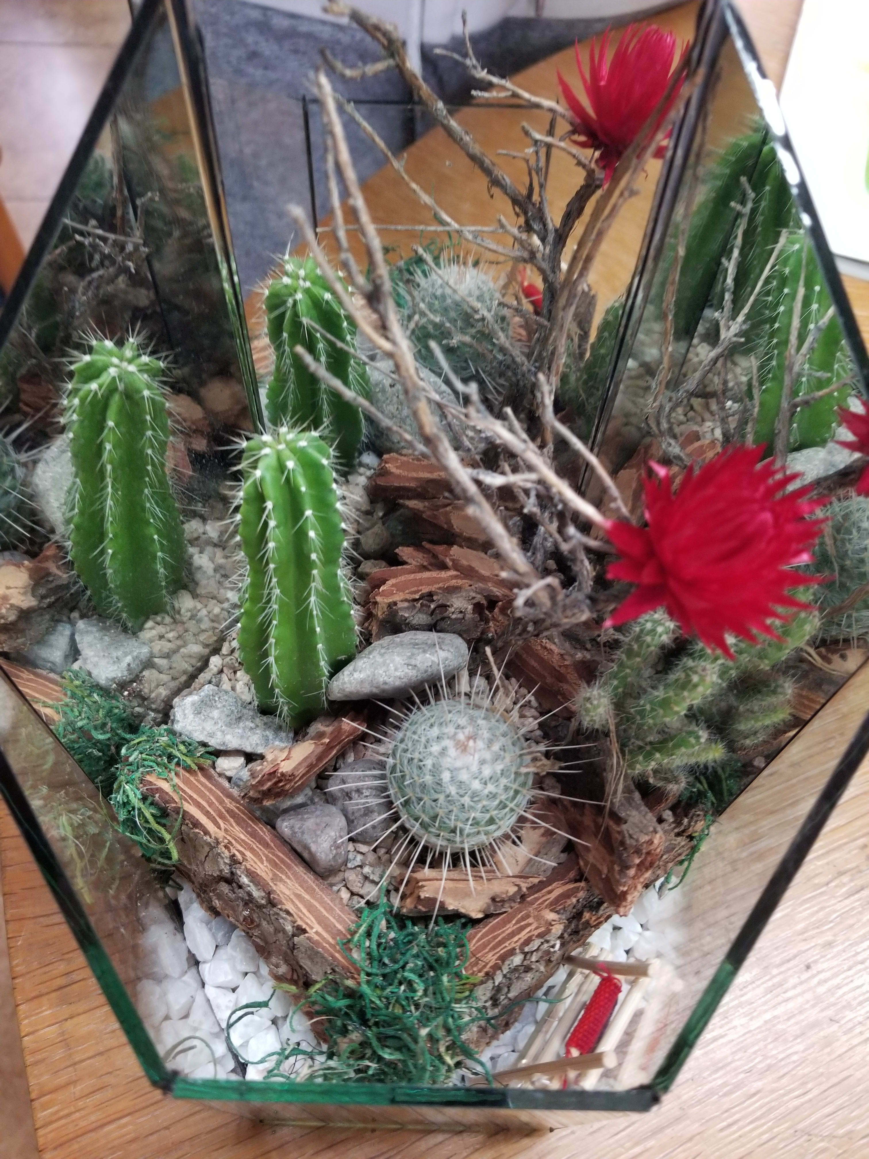 cactus cactus - cactus habitat