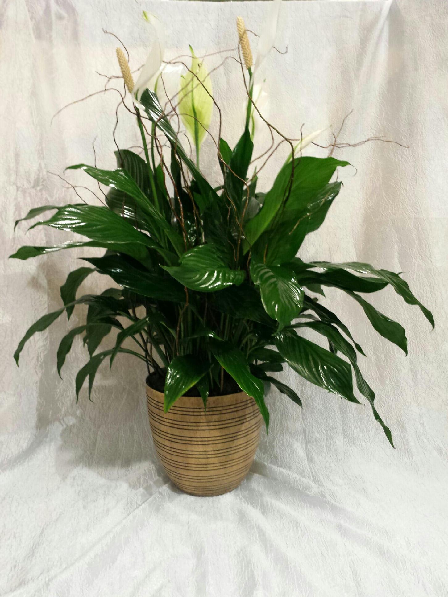 Peace Lily Plant - Large Peace Lily plant with curly willow accent potted in a high end container. 