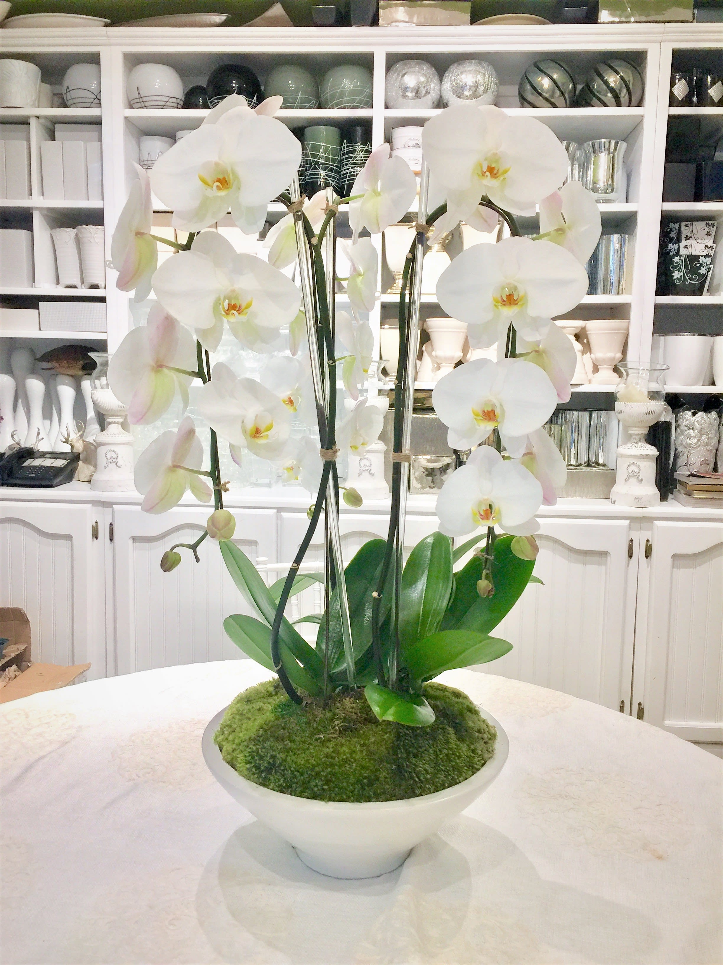 White House - A clean and elegant, simple contemporary phalaenopsis orchid plant arrangement designed all around in a white ceramic container. 