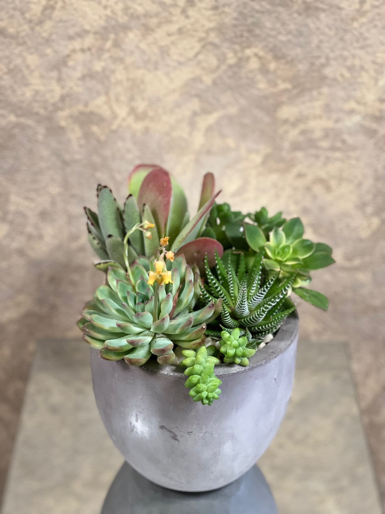 8. Succulent Serenity: Creating A Tranquil Haven With Cacti And Succulents