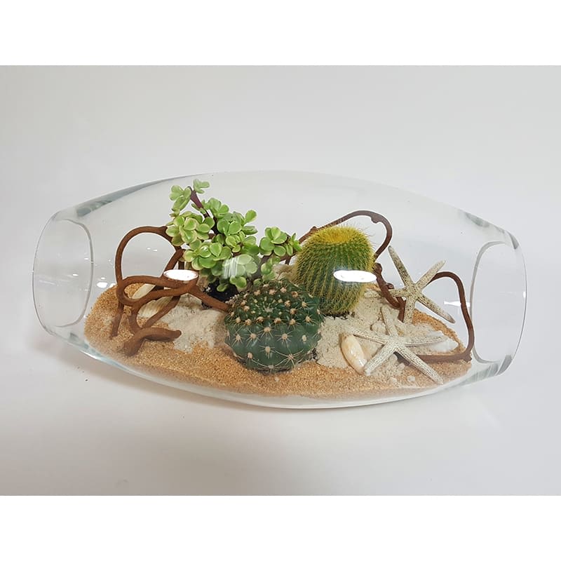 Tatacoa's desert - Modern variety succulent garden