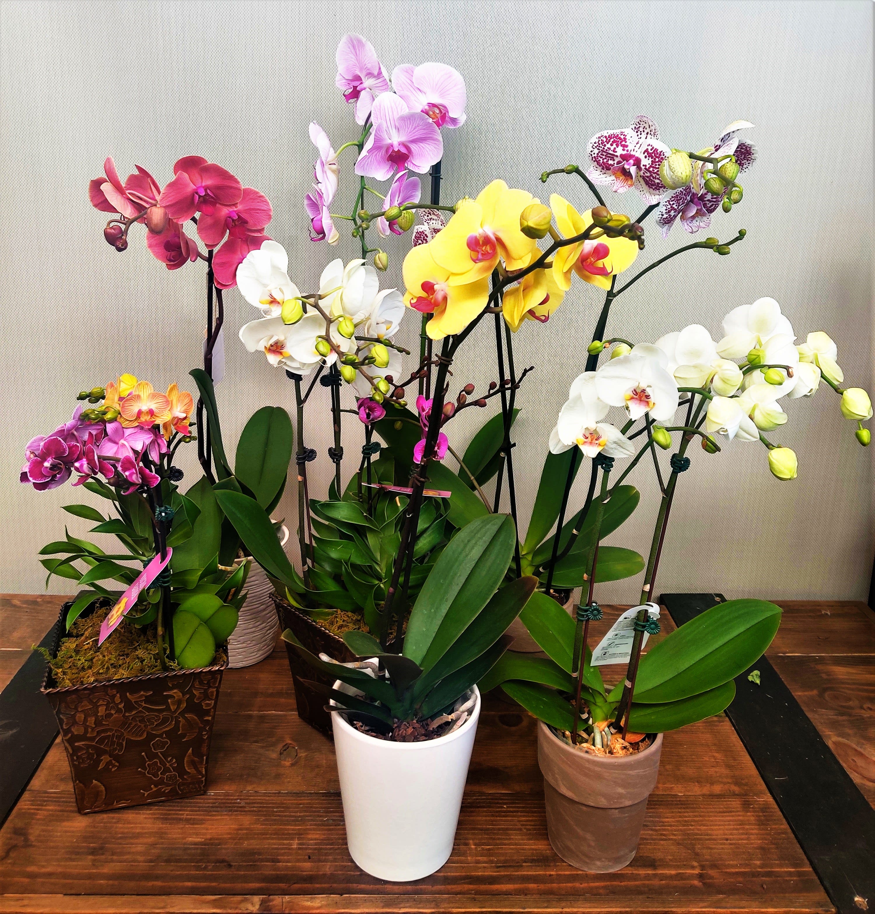 Orchid (Phalaenopsis) by BOULDER GARDENS FLORIST
