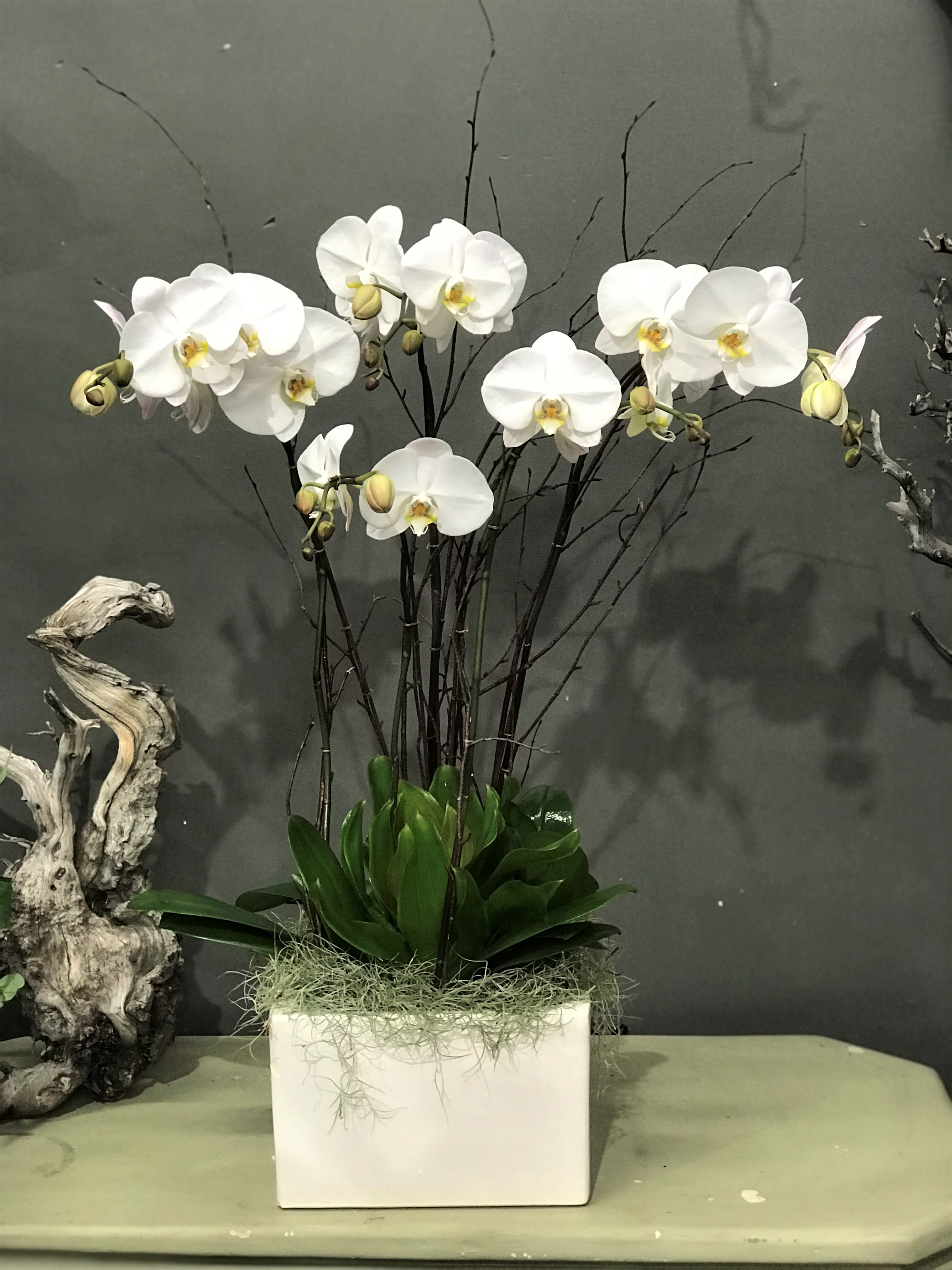 White White Phalaenopsis  - Five orchids stems in a large ceramic pot with other decorative plants.  (Color can be customized) 