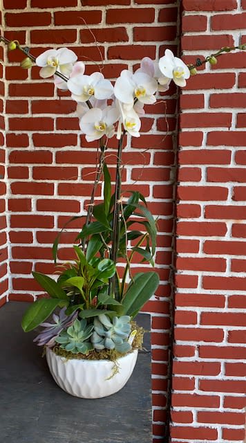 Succulent Orchid Plant - An elegant succulent plant with special white orchid to easily brighten any room. 
