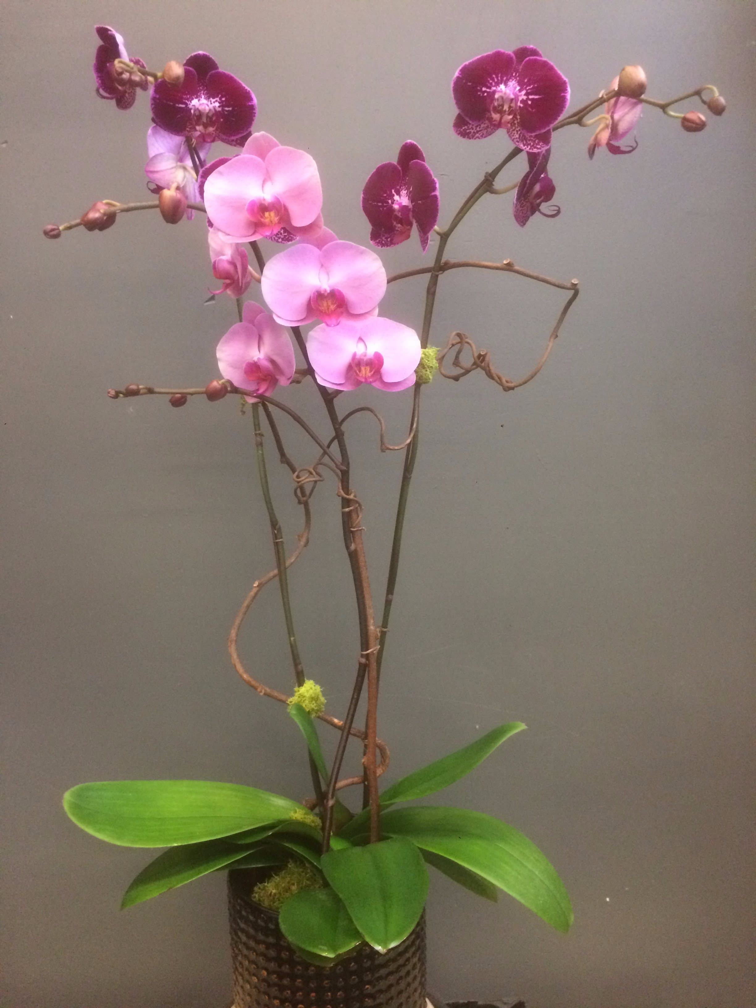 Phal. Mix color #2-1 Phal. Mix color #2-1 - Three Stems Phalaenopsis in a ceramic pot
