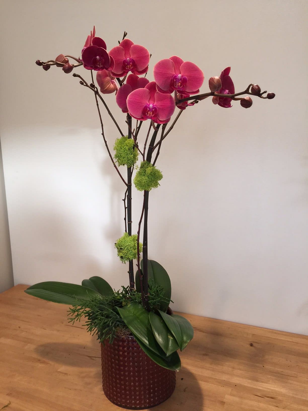 Phal. purple peach #2 - Two Phalaenopsis and Hatiora in ceramic pot arrangement 