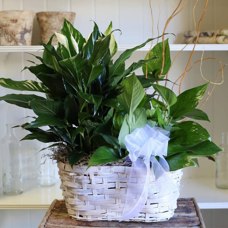 Tribute Garden Basket - A lovely mixture of seasonal foliage for any occasion.