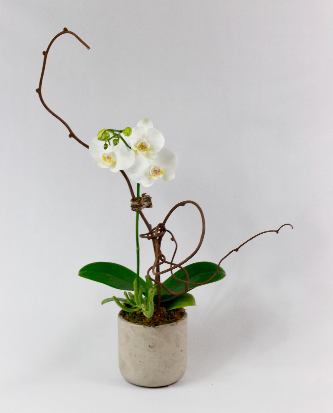 M.O.4 M.O.4 - Mini Phalaenopsis Orchid with succulent, kiwi vine Vase-cement