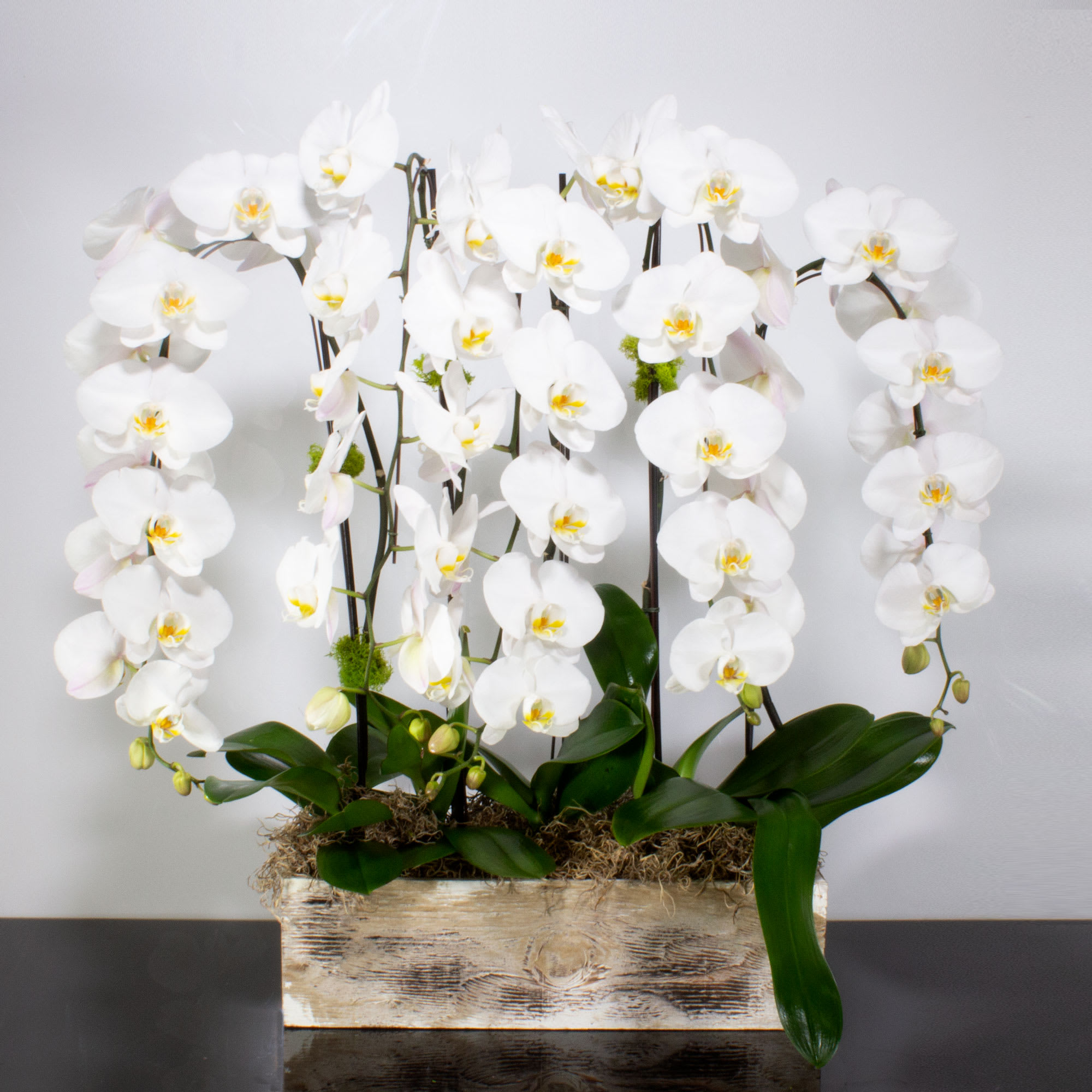 White Orchid Wonder - Delicate white Phalaenopsis Orchids dance in the air and potted in this natural wood rectangular box.  Greenery at the base enhances the beauty and simplicity of the design.  A great floral piece for your home or office or any gift giving occasion.