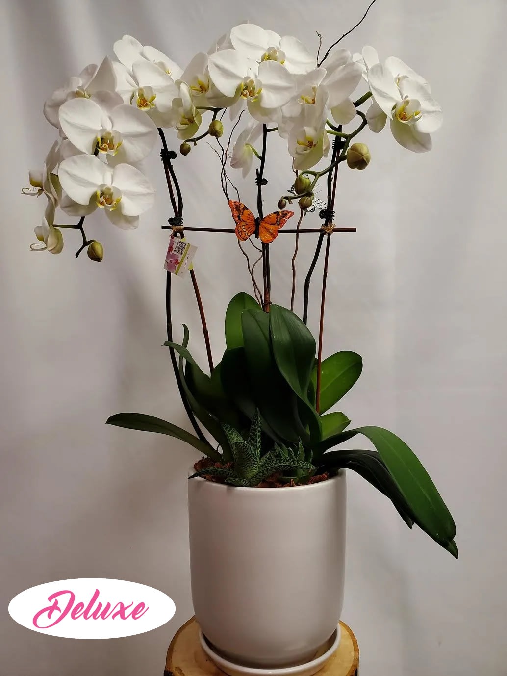 Phalaenopsis Orchid Plant - This gorgeous three stemmed white Phalaenopsis Orchid Plant is a beautiful. Arranged in a simple and elegant ceramic container it is perfect for any home or office. 