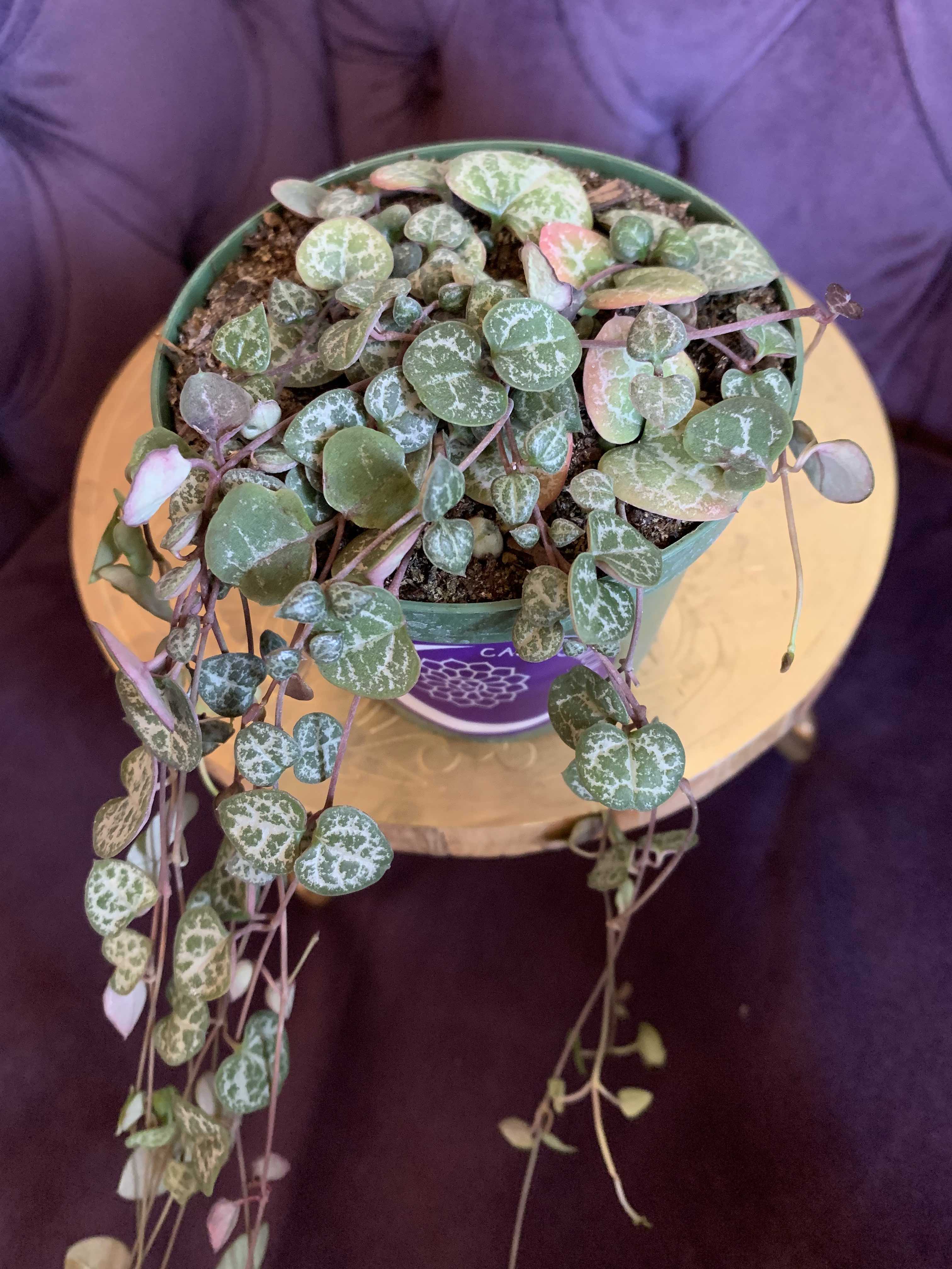 String of Hearts Succulent Plant in Tampa, FL Cactus Moon