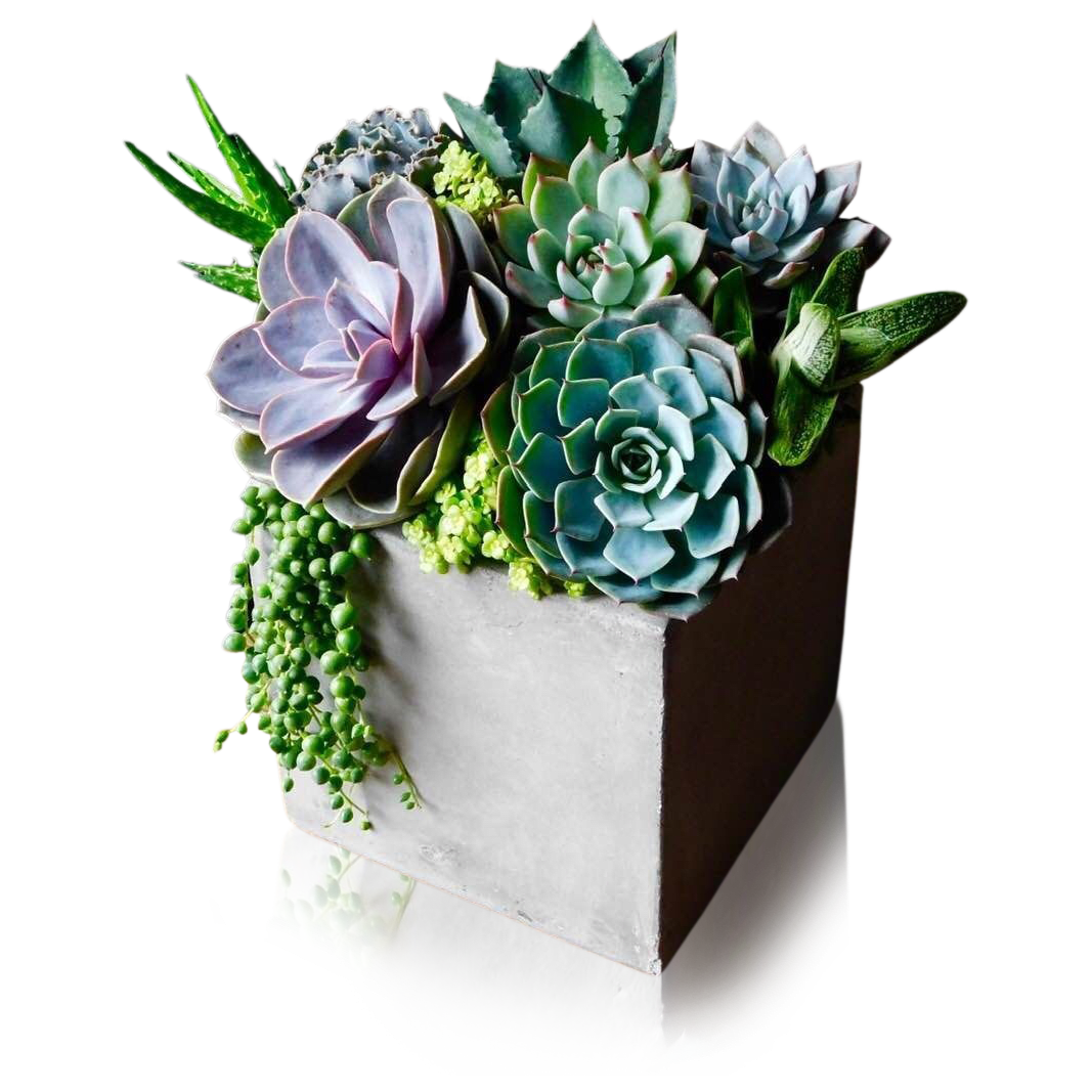 Stone Succulents - gorgeous collection of succulents planted in soil and super easy to take care of!