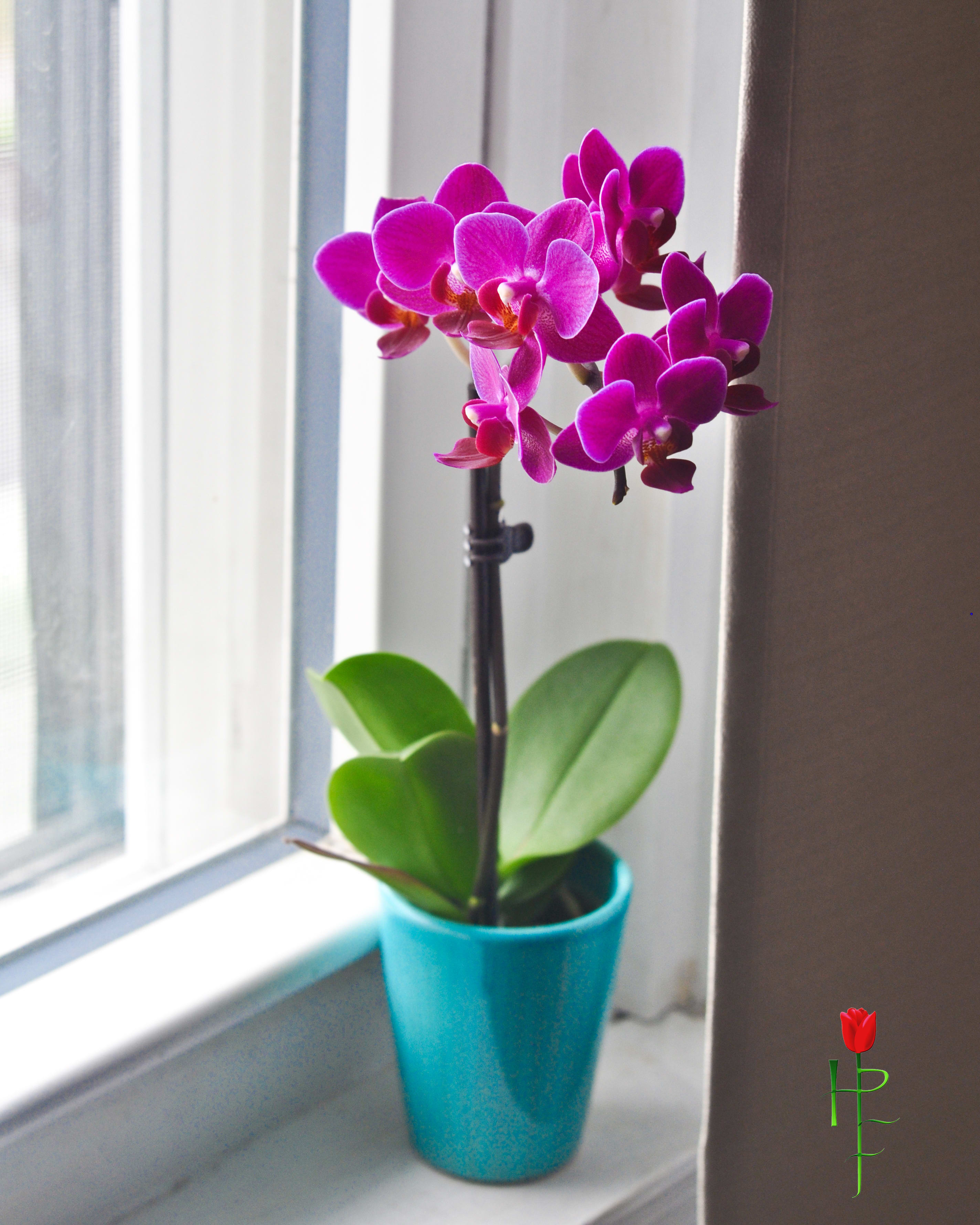  Potted Orchid - Potted Orchid that may consist of purple, white, or white/purple colors